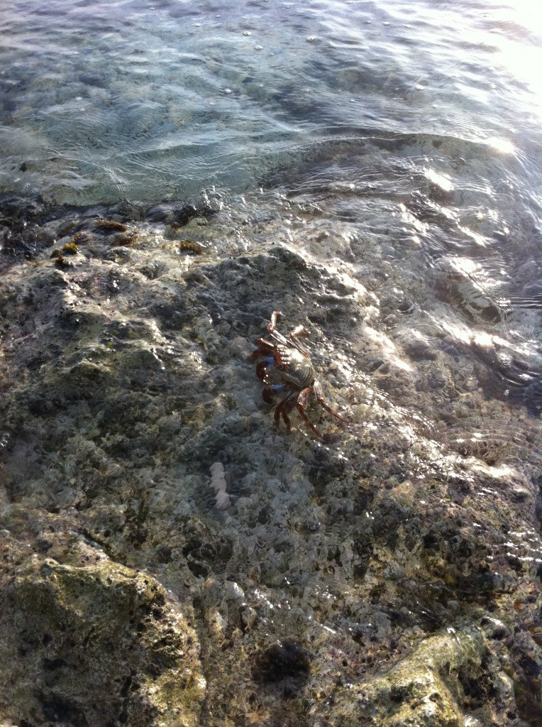Crabs in Bonaire