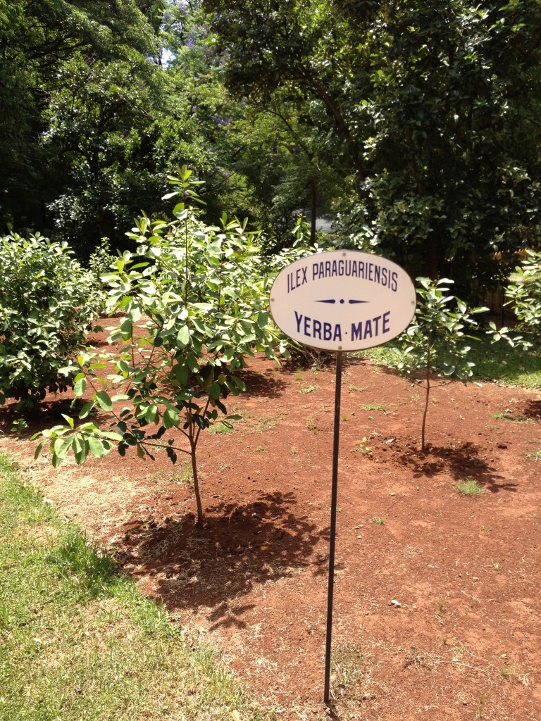 Yerba Mate