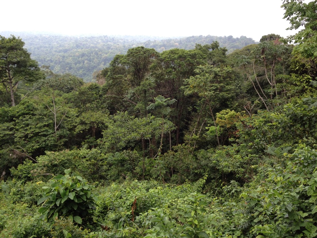 Brownsberg National Park #2